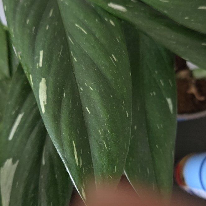 Photo of the plant species Monstera by @TrustySmearwort named Luna on Greg, the plant care app