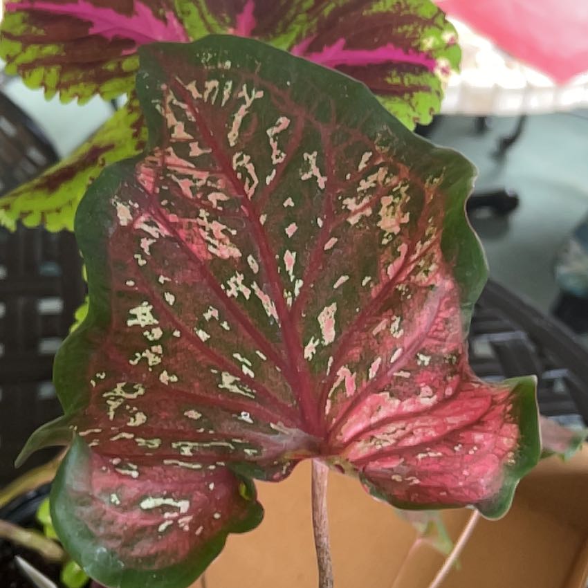 Photo of the plant species Party Punch by @AnewPearlplant named Taylor Swift on Greg, the plant care app