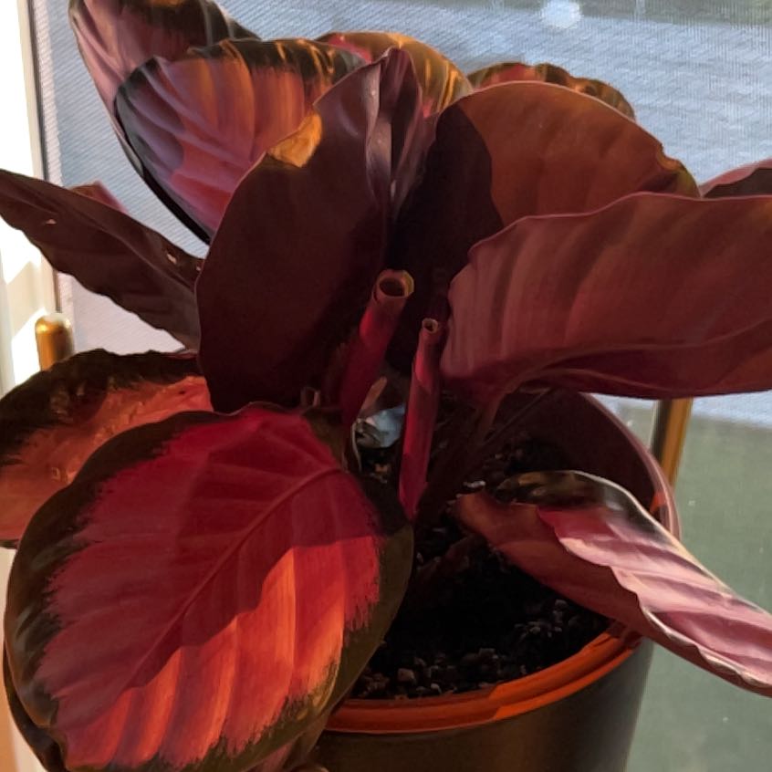 Photo of the plant species Calathea 'Crimson' by @SubtleCliantro named Elle on Greg, the plant care app