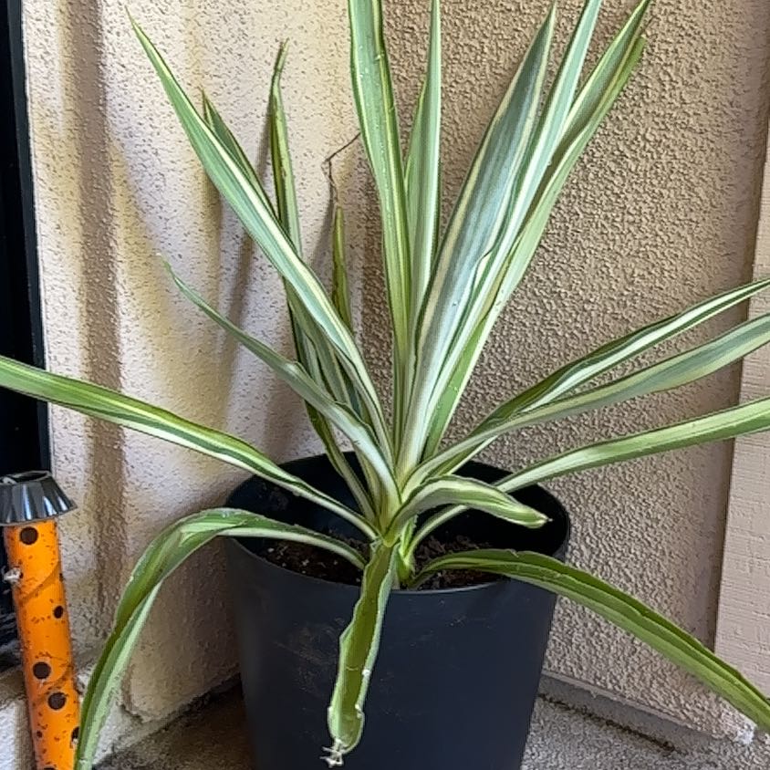 Photo of the plant species Yucca. by @MotherLecanora named Foxxy on Greg, the plant care app