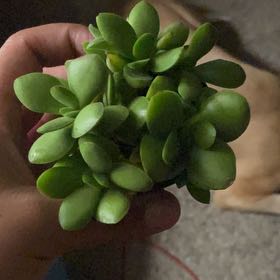 Photo of the plant species Crassula platyphylla 'minima' by @PlantGurll7077 named Naomi on Greg, the plant care app