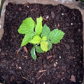 Photo of the plant species European Red Raspberry by @HeadWatertupelo named Plato on Greg, the plant care app