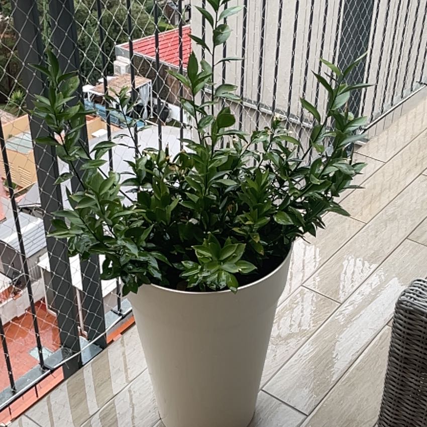 Photo of the plant species Spineless Butcher's Broom by @adamshaylor named Flossy on Greg, the plant care app