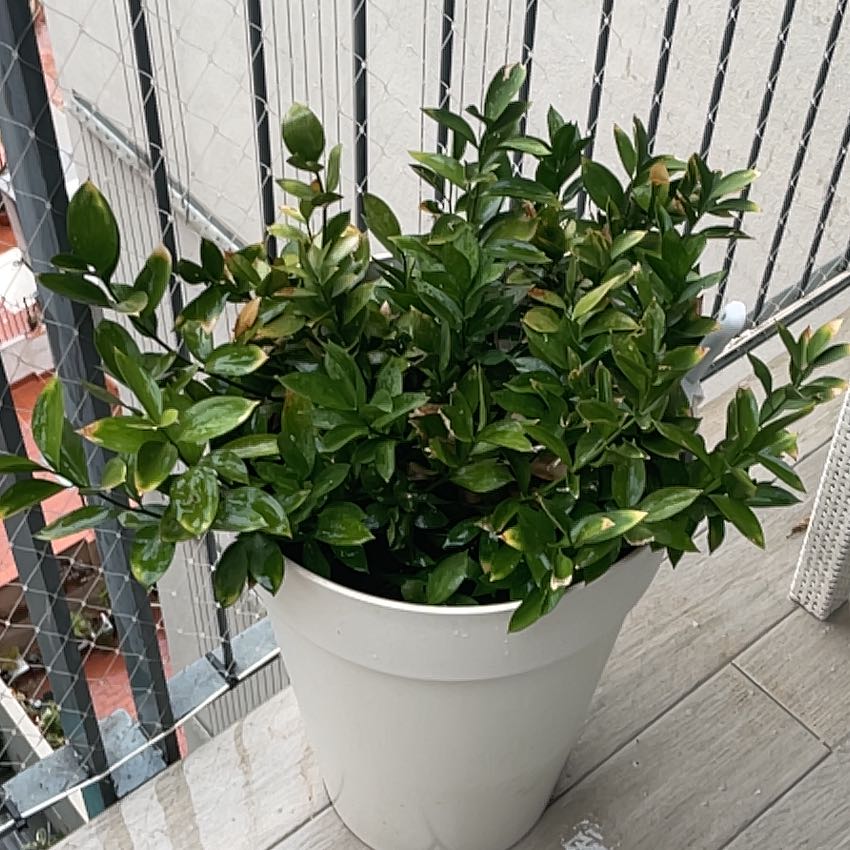 Photo of the plant species Spineless Butcher's Broom by @adamshaylor named Dingy on Greg, the plant care app