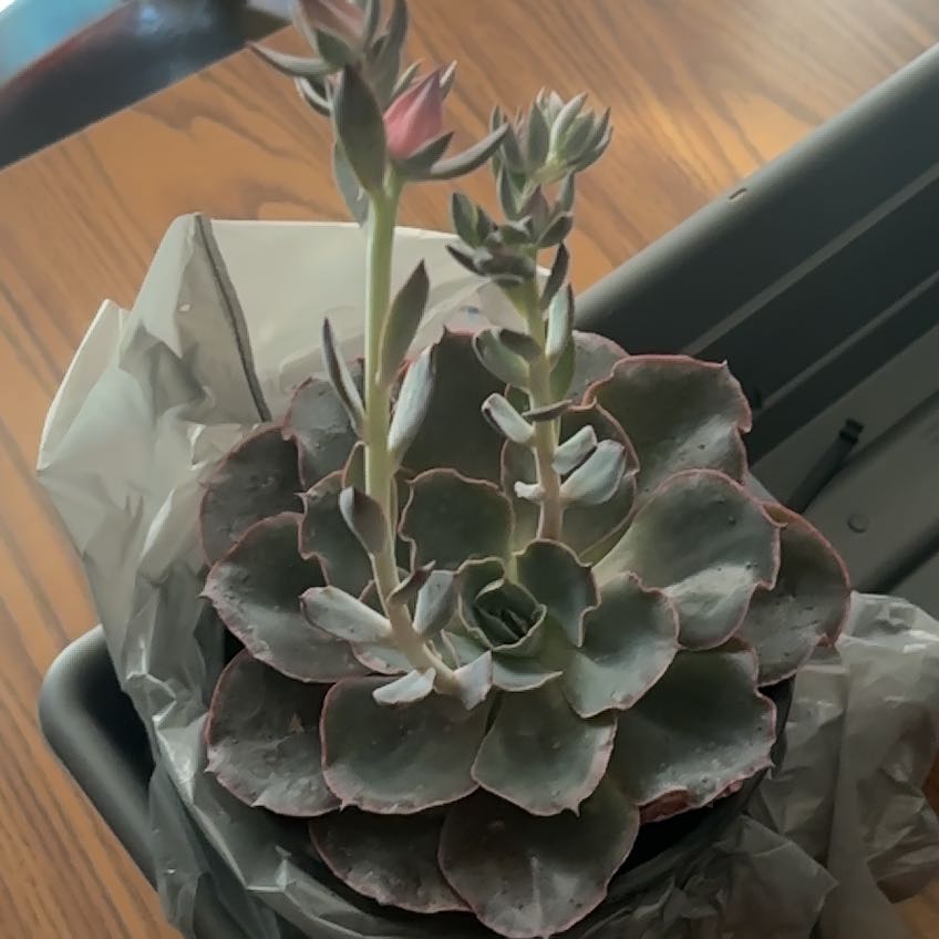 Photo of the plant species Echeveria 'Andromeda' by @DivineDamsii35 named Fernie Mac on Greg, the plant care app
