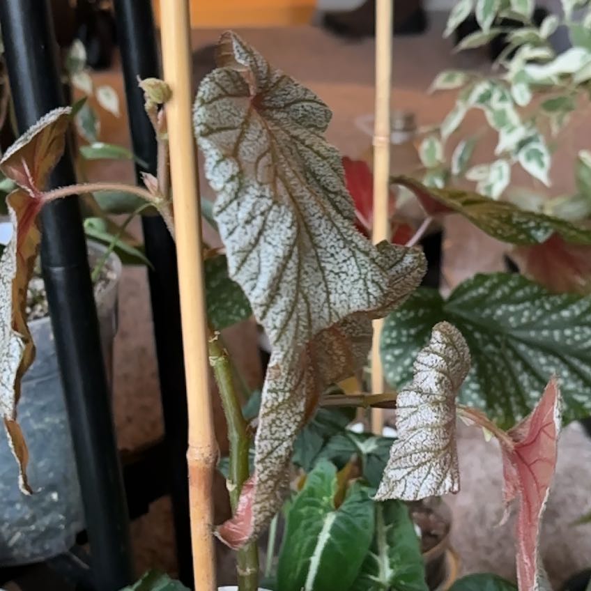 Photo of the plant species Begonia 'Sinbad' by @SturdyRedbetel named Hamilton on Greg, the plant care app