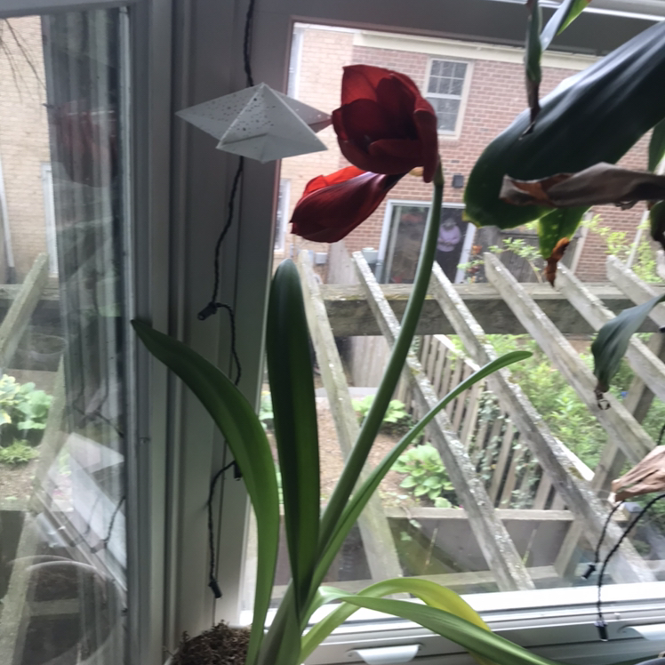 Barbosa Lily near a window with visible soil and red flowers.