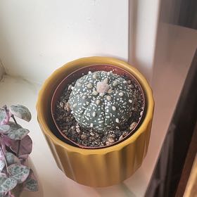 Photo of the plant species Astrophytum asterias 'Kabuto' by @ZappyHairymelic named Morgan Treeman on Greg, the plant care app