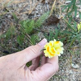 Photo of the plant species Butter and Eggs by @GodlyWhitesage named Mollie on Greg, the plant care app