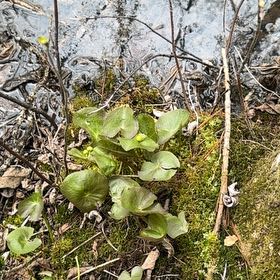 Photo of the plant species Marsh Marigold by @GodlyWhitesage named ChloroPhil on Greg, the plant care app