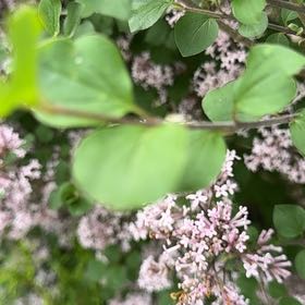 Photo of the plant species Lilac by @GodlyWhitesage named Cleopatra on Greg, the plant care app