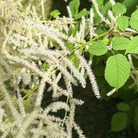 Photo of the plant species Buck's-Beard by @GodlyWhitesage named Mochi on Greg, the plant care app