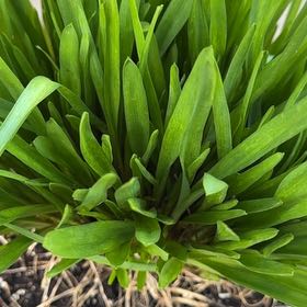 Photo of the plant species Blue Lily by @GodlyWhitesage named Gomez on Greg, the plant care app