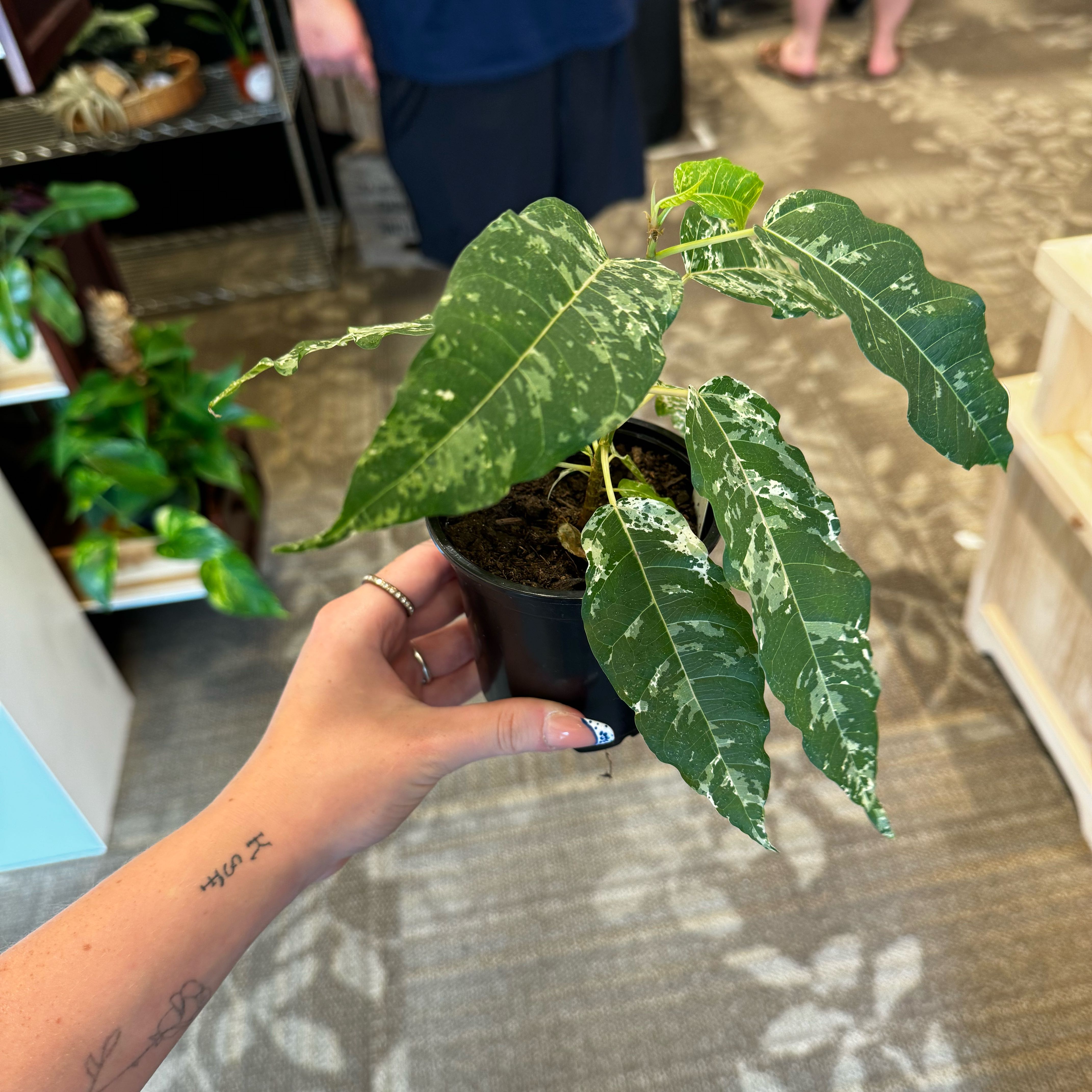 Photo of the plant species Figs by @MotherFlamelily named Stella on Greg, the plant care app