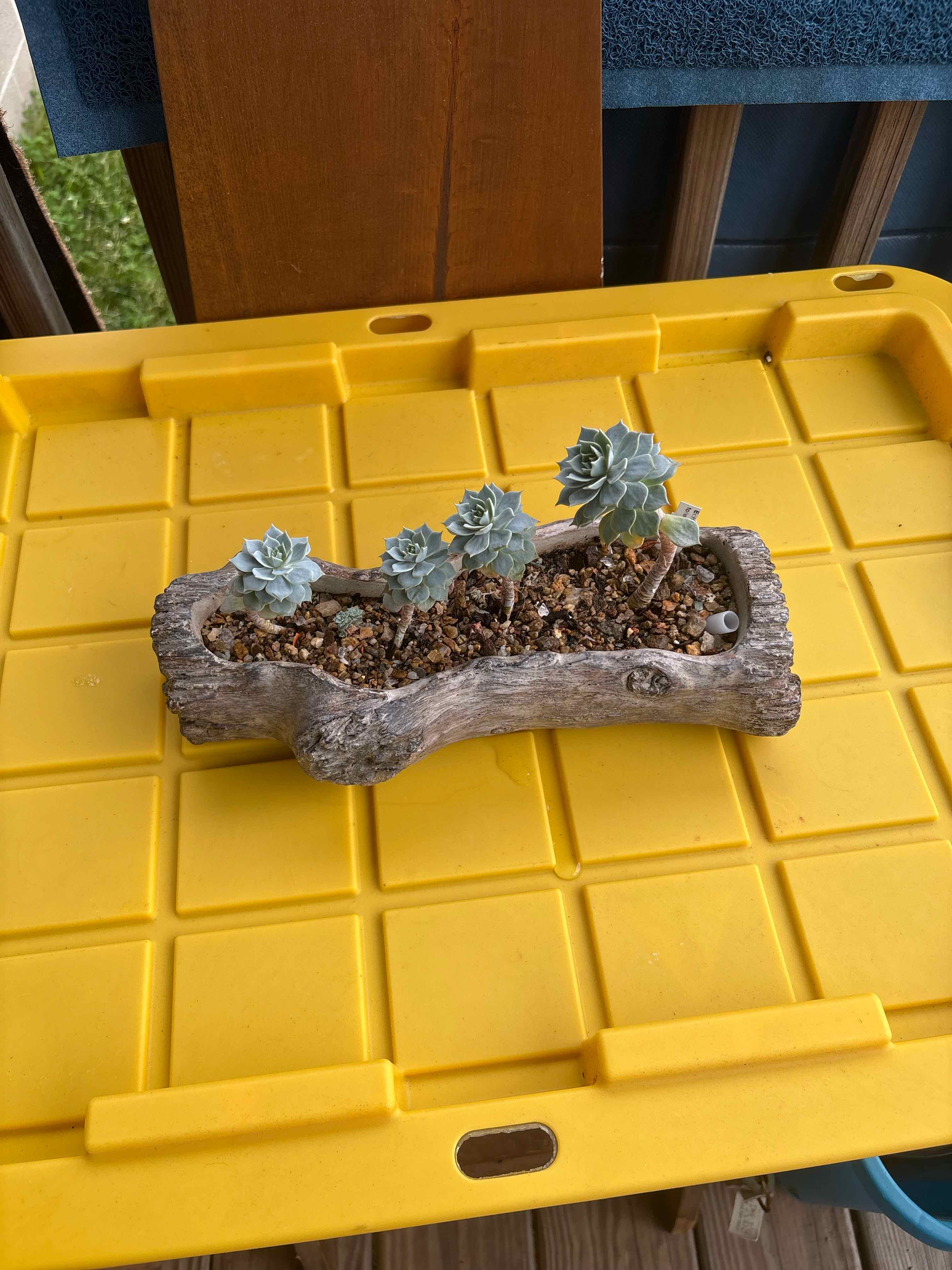 Photo of the plant species Echeveria Tolucensis by @MightyAgave named Bluey on Greg, the plant care app