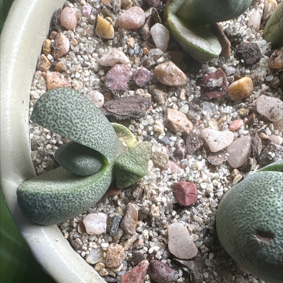 Photo of the plant species Split Rock Plant by @MightyAgave named Plep on Greg, the plant care app