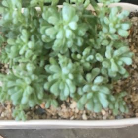 Photo of the plant species Bluebean by @MightyAgave named Bean on Greg, the plant care app