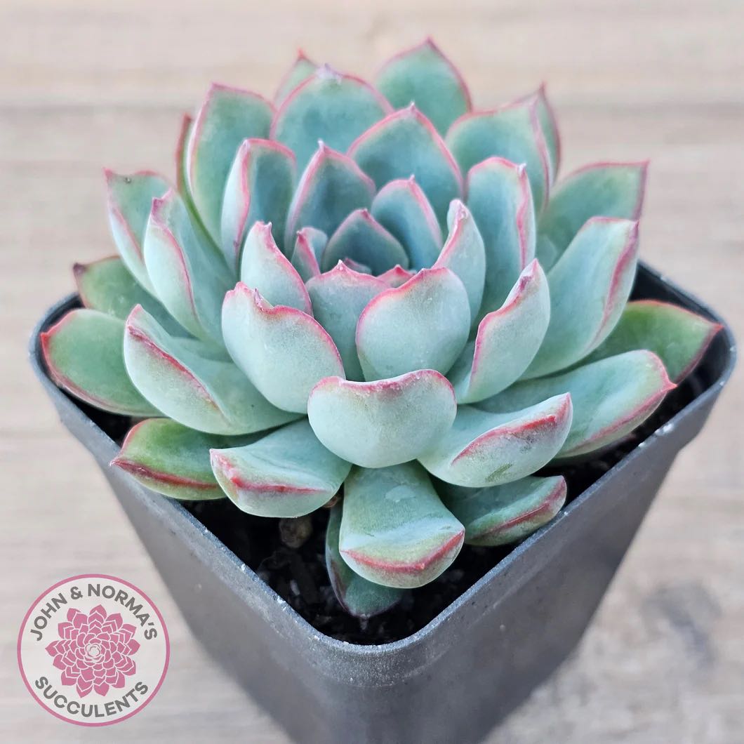 Photo of the plant species Echeveria 'Pink Edge' by @MightyAgave named Aristotle on Greg, the plant care app