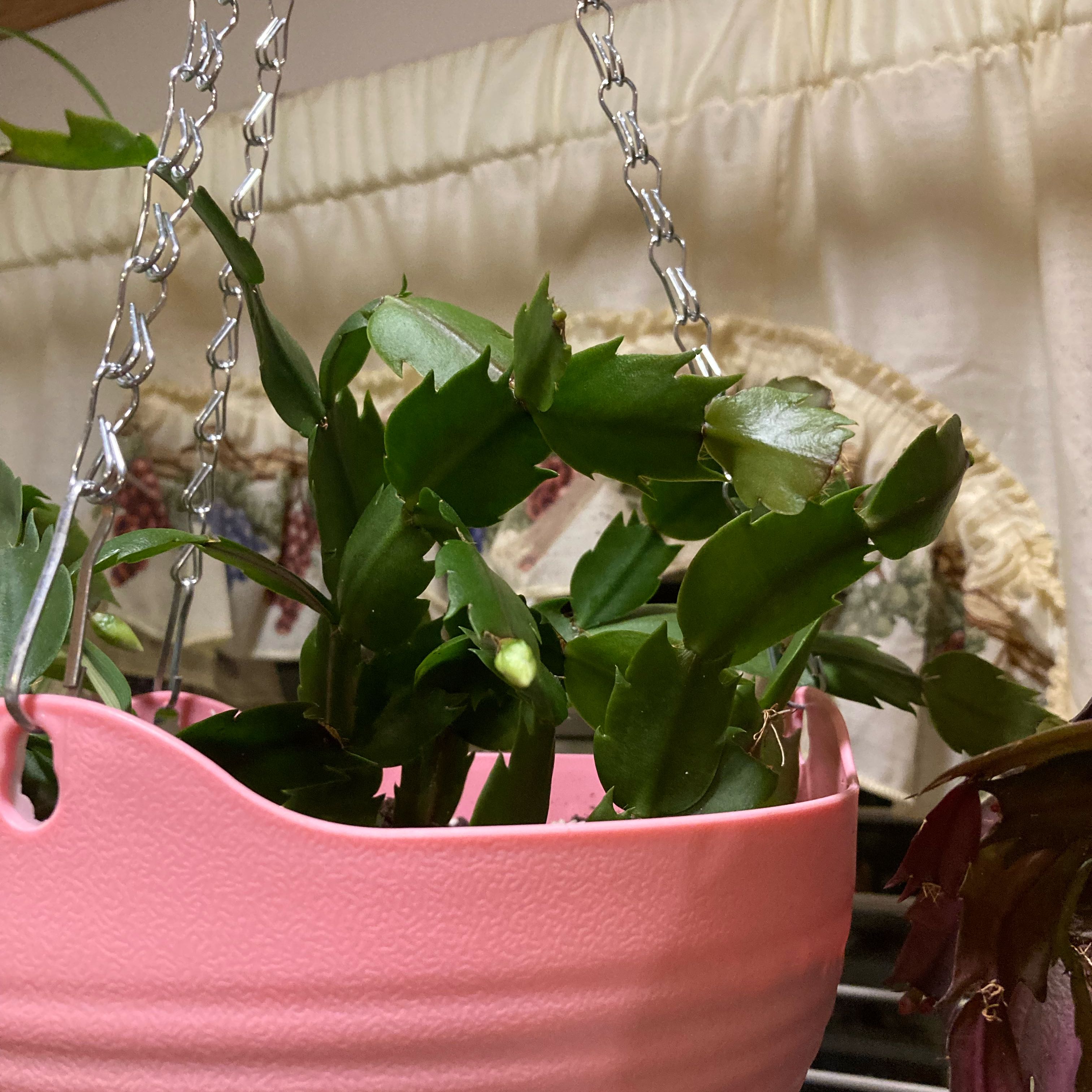 Photo of the plant species False Christmas Cactus by @MightyAgave named James Dean on Greg, the plant care app