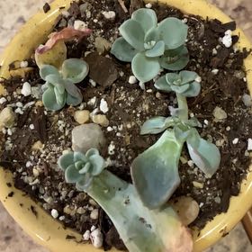 Photo of the plant species Pachyveria 'Orpet' by @MightyAgave named Hemingway on Greg, the plant care app