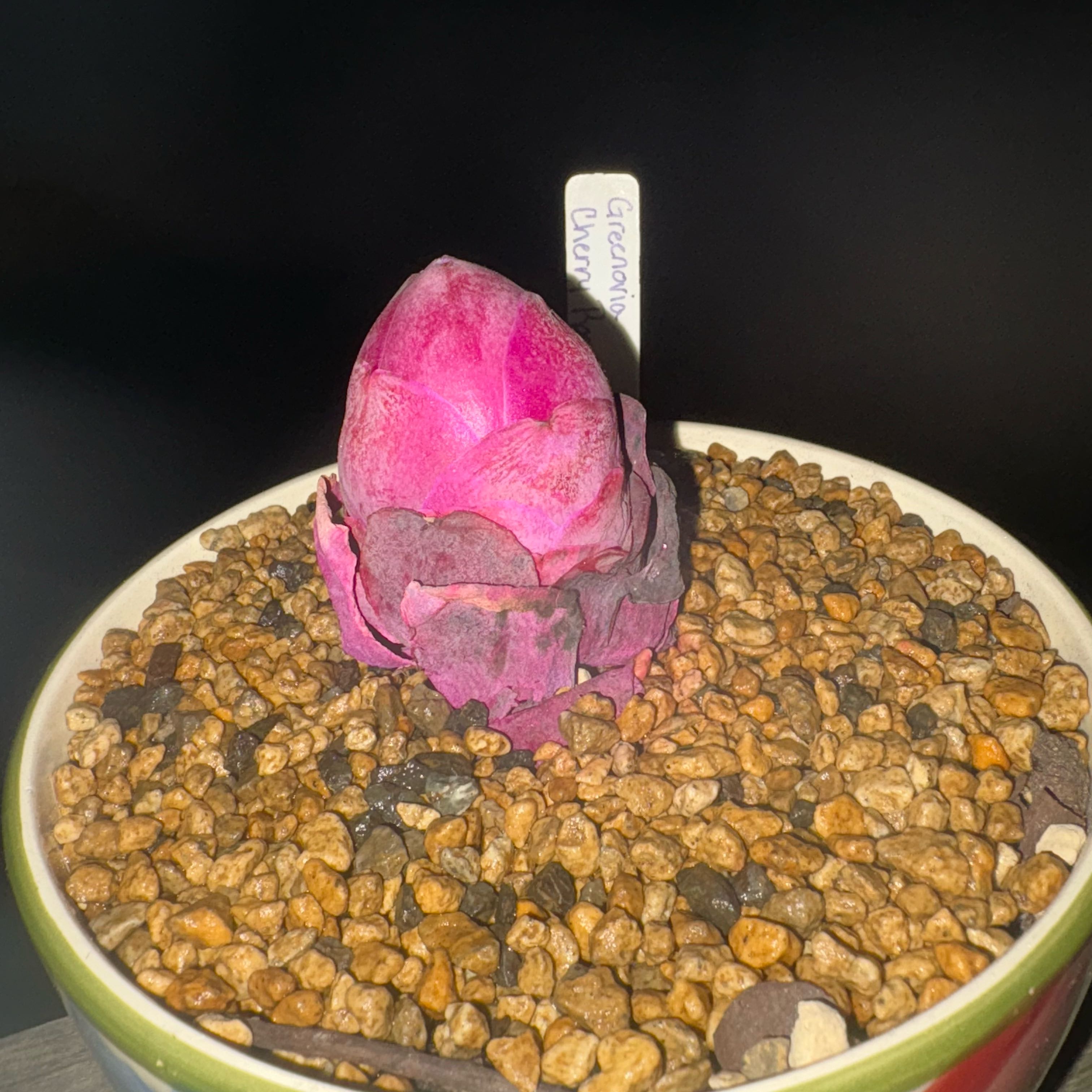 Photo of the plant species Cherry Rose by @MightyAgave named ChloroPhil on Greg, the plant care app