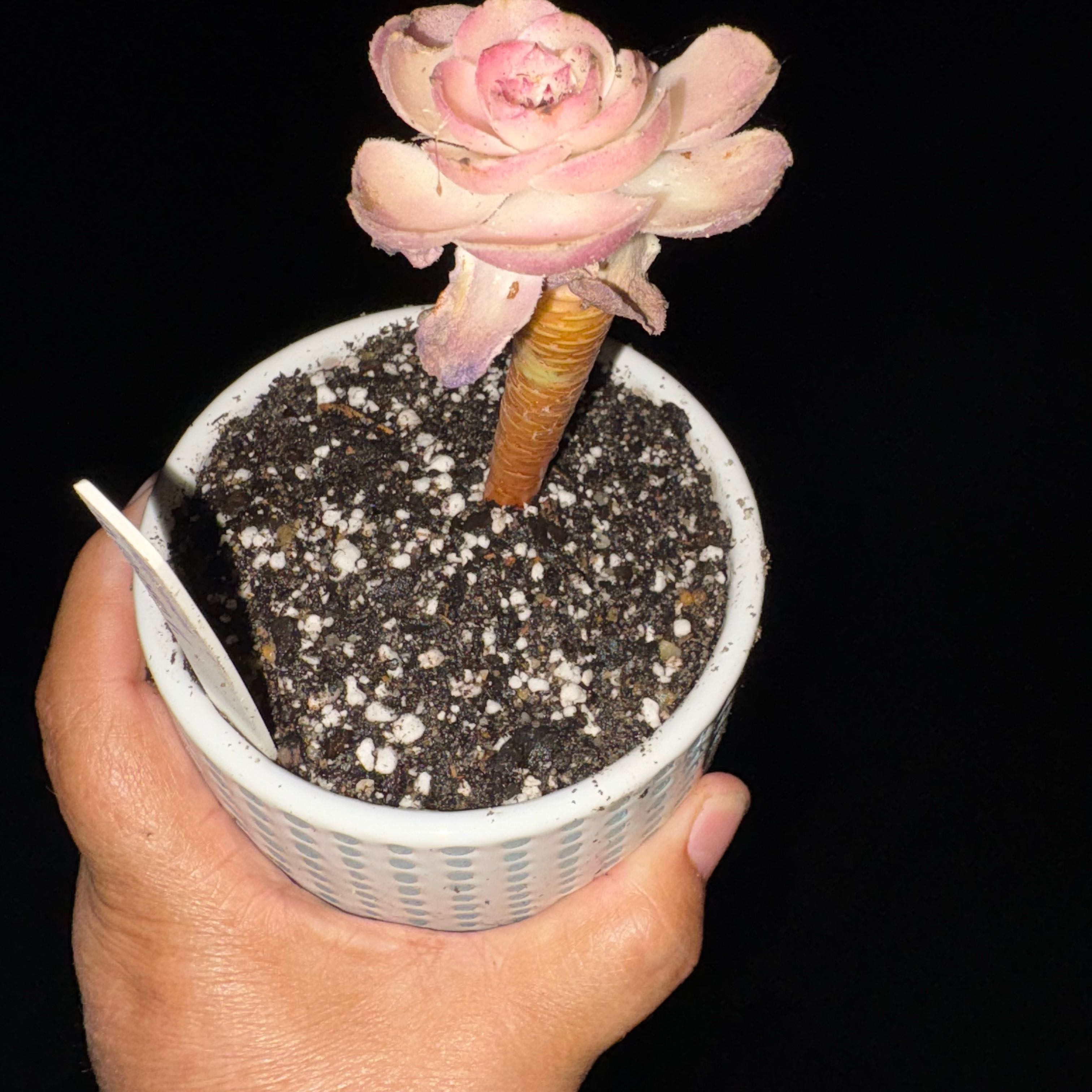Photo of the plant species Aeonium Halloween Milk Variegated by @MightyAgave named Gates on Greg, the plant care app