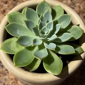 Plant care for Blue Candle on Greg, the plant care app