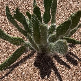 Photo of the plant species Arborescent Prickly Pear by @AssertiveTaro53 named Walt on Greg, the plant care app