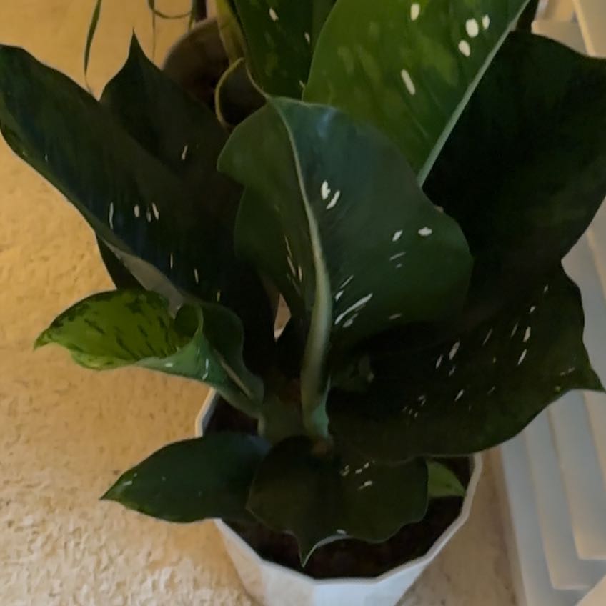 Photo of the plant species Diffenbachia Crocodile by @SwiftCoralberry named Carl on Greg, the plant care app