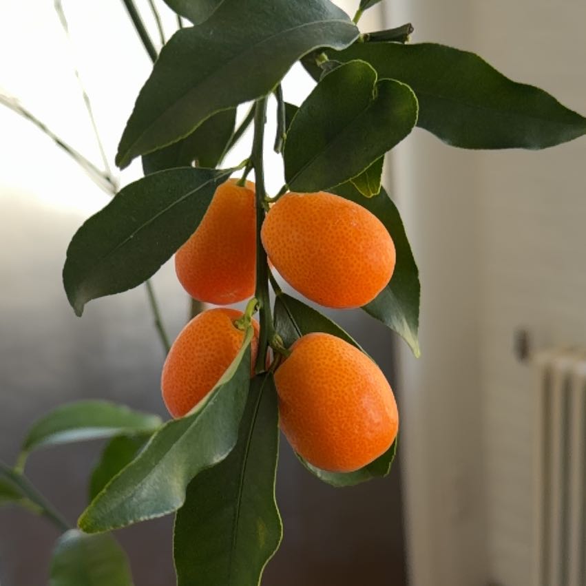 Photo of the plant species Oval kumquat by @HotVenusslipper named Gomez on Greg, the plant care app