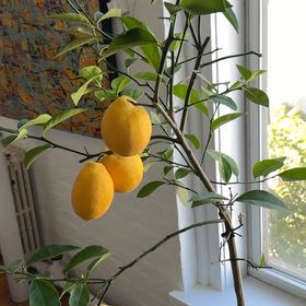 Photo of the plant species Hardy Orange by @HotVenusslipper named Leaf Erickson on Greg, the plant care app