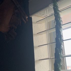 Photo of the plant species Eves Needle by @IconMoneymaker named Mochi on Greg, the plant care app