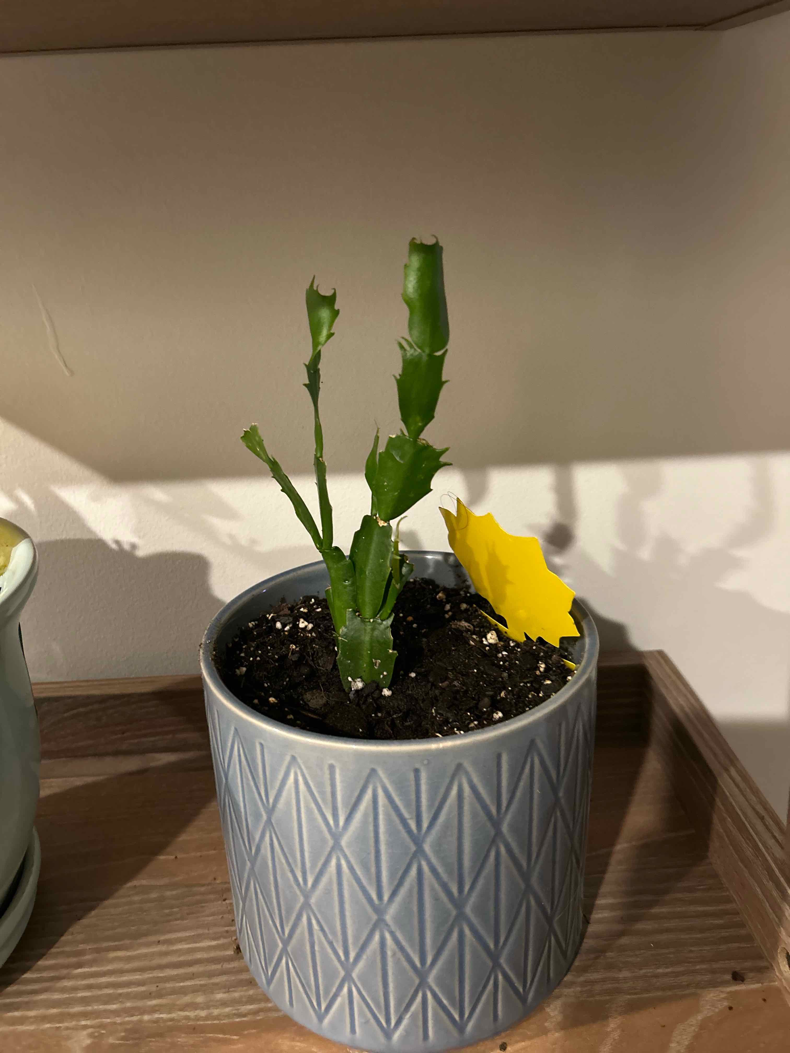 Photo of the plant species False Christmas Cactus by @rorythemonkey named da Vinci on Greg, the plant care app