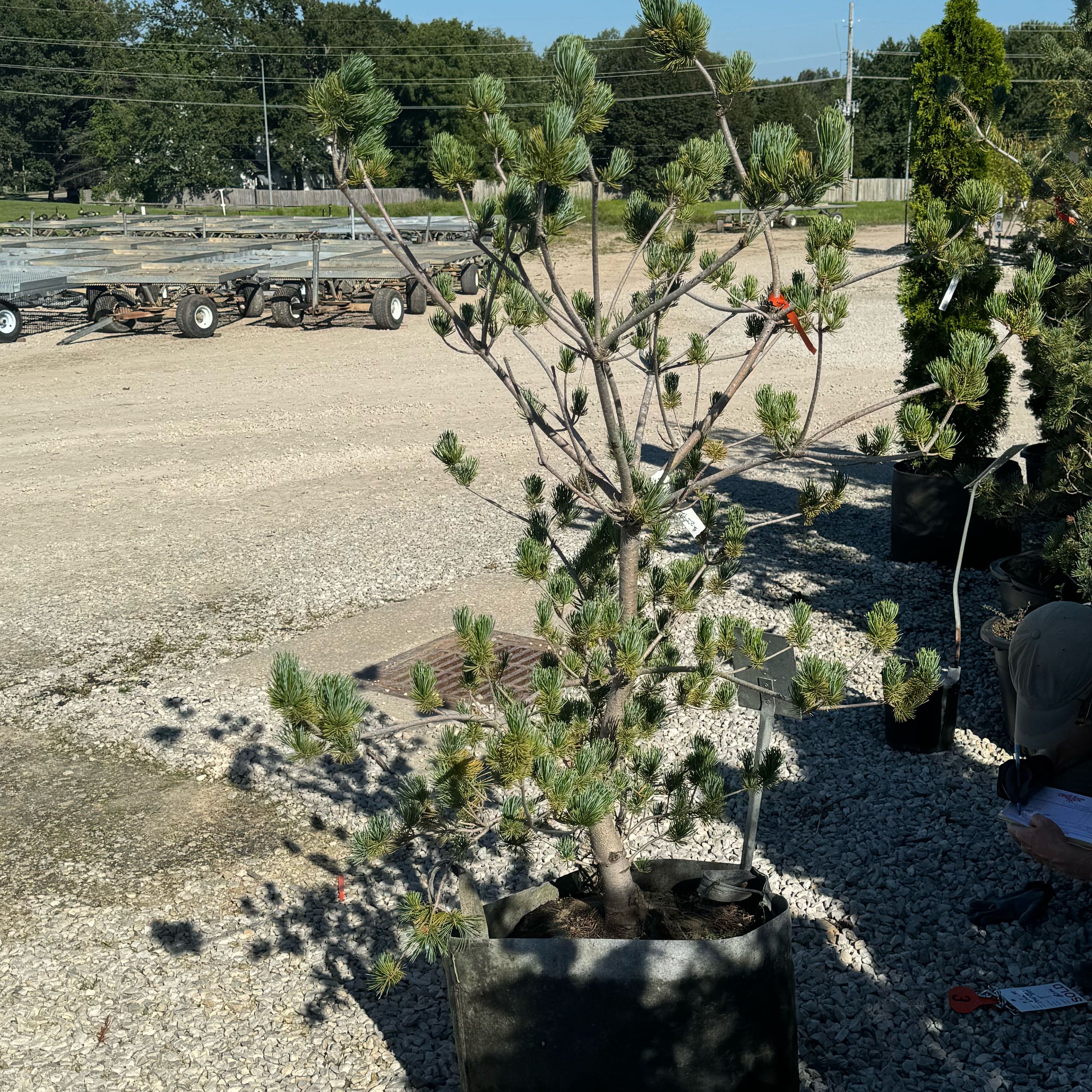 Photo of the plant species Japanese White Pine by @GodlyChinaberry named Eva on Greg, the plant care app