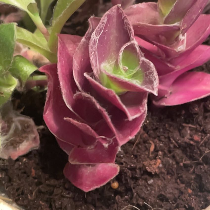 Photo of the plant species Tradescantia Purple Fuzzy by @SeasonedBagpod named Treeyoncé on Greg, the plant care app
