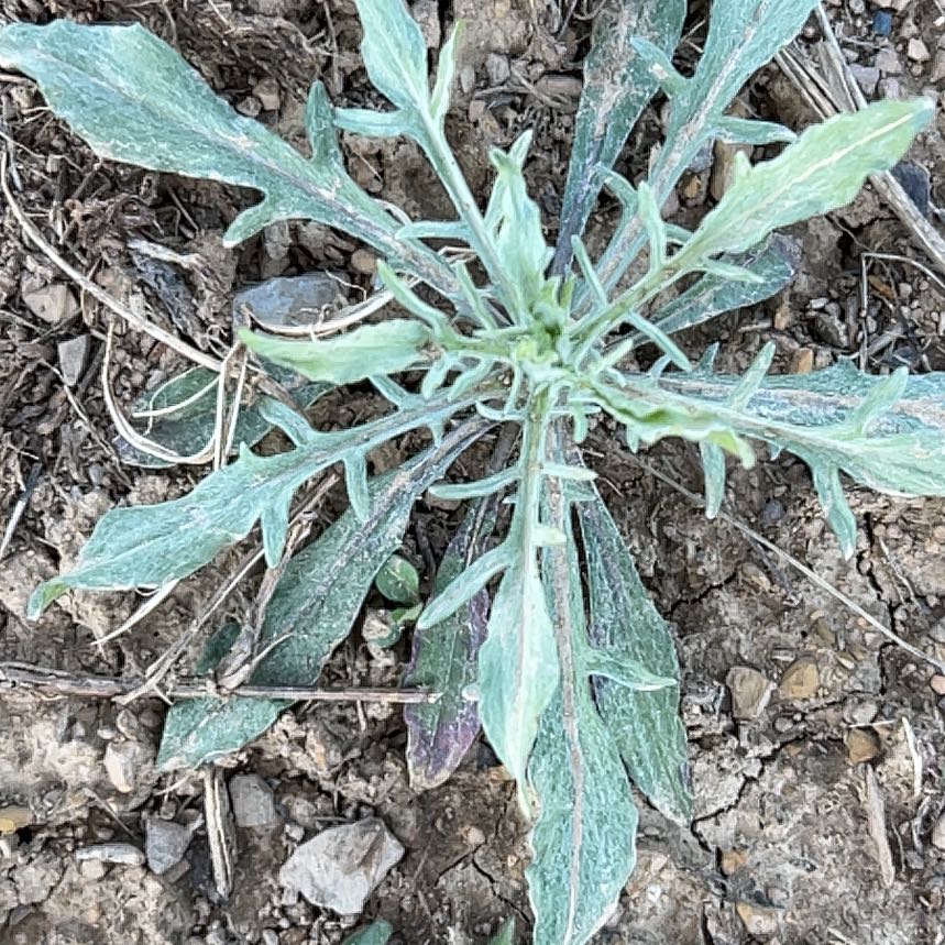 Photo of the plant species Pitcher's Thistle by @CozyBeakedyucca named Baesil on Greg, the plant care app
