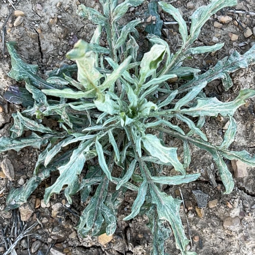 Photo of the plant species Pitcher's Thistle by @CozyBeakedyucca named Sage on Greg, the plant care app