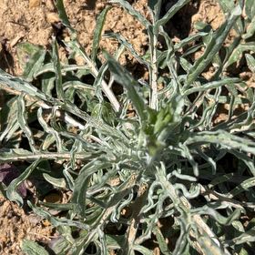 Photo of the plant species Pitcher's Thistle by @CozyBeakedyucca named Shakira on Greg, the plant care app