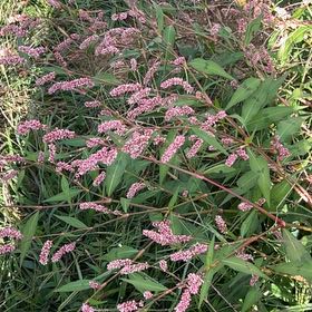 Photo of the plant species Spotted Ladysthumb by @CozyBeakedyucca named Winston on Greg, the plant care app