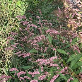 Photo of the plant species Spotted Ladysthumb by @CozyBeakedyucca named Scarlett on Greg, the plant care app