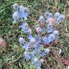 Photo of the plant species Flat Sea Holly by @CozyBeakedyucca named Denali on Greg, the plant care app