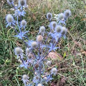Photo of the plant species Flat Sea Holly by @CozyBeakedyucca named Sigmund on Greg, the plant care app