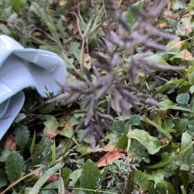 Photo of the plant species Common Velvetgrass by @CozyBeakedyucca named Daphne on Greg, the plant care app