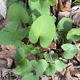 Photo of the plant species Indian Pennywort by @CozyBeakedyucca named Diana on Greg, the plant care app