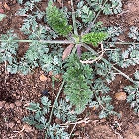 Photo of the plant species Common Stork's Bill by @CozyBeakedyucca named Kendall on Greg, the plant care app