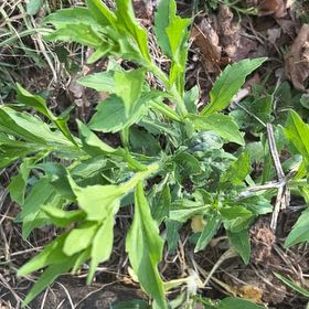 Photo of the plant species Eastern Baccharis by @CozyBeakedyucca named Dolores on Greg, the plant care app