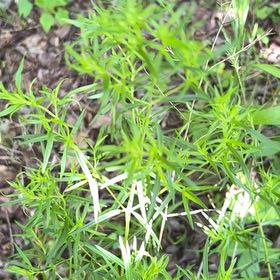 Photo of the plant species False Mermaidweed by @CozyBeakedyucca named Sherlock on Greg, the plant care app