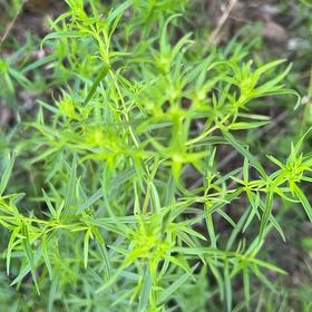 Photo of the plant species Sicklethorn by @CozyBeakedyucca named Dax on Greg, the plant care app
