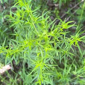 Photo of the plant species Tarragon by @CozyBeakedyucca named Spike Leaves on Greg, the plant care app
