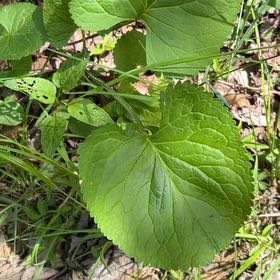 Photo of the plant species Horseradish by @CozyBeakedyucca named Elle on Greg, the plant care app